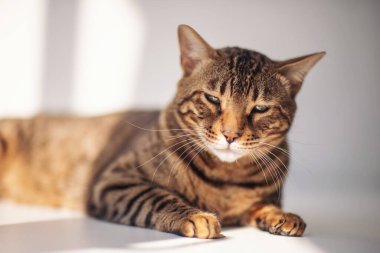 Sevimli Bengal kedisi güneşin altında mutlu bir şekilde yatıyor. Beyaz bir arka planda tatlı Bengal kedisi ve uykulu gözleri var. Uyuyan kedi izole edilmiş. Sevimli hayvan. Doğal ışığın tadını çıkaran evcil bir kedi..