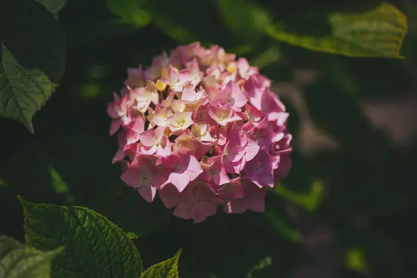 stock image Flower background in the green garden. Hydrangea macrophylla flower head split down in color. Growing beautiful plants on earth. Blooming flower in garden