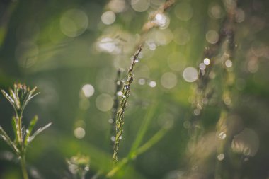 Su yeşil çimenlere düşer. Yağmur damlacıklarıyla yağmurdan sonra doğal bir arka planda eğilmiş bir çimenin güzel bir yakın çekimi. Yağmurdan sonra yabani otlar, yazın yakın çekim.