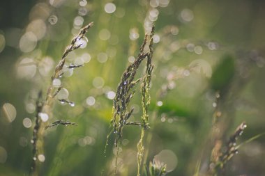 Su yeşil çimenlere düşer. Yağmur damlacıklarıyla yağmurdan sonra doğal bir arka planda eğilmiş bir çimenin güzel bir yakın çekimi. Yağmurdan sonra yabani otlar, yazın yakın çekim.