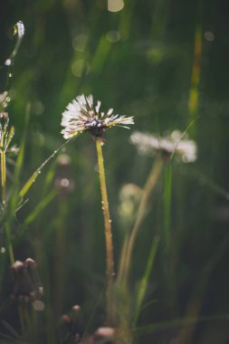 Yeşil arka planda karahindiba. Yağmur mevsiminde karahindiba tohumunun üzerine su damlalarının yakın plan çekimi. 