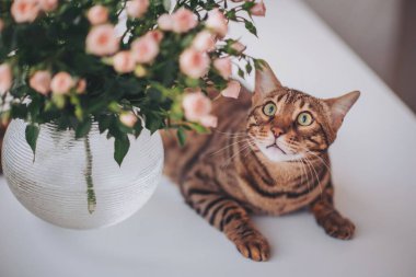 Güzel Bengal kedisi, sarı gözlü, çiçeklere bakıyor. Bengal kedisi kahverengi görüldü. Güzel Bengal kedisinin portresi, pembe çiçeklere bakıyor.. 