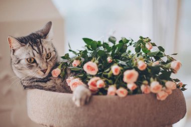 Kedi yavrusu gül çiçekleriyle oynuyor. Çiçeklerin içinde yatan komik tekir kedi. Sevimli, uykulu, gri kediciğin portresi çiçeklerle kestiriyor.