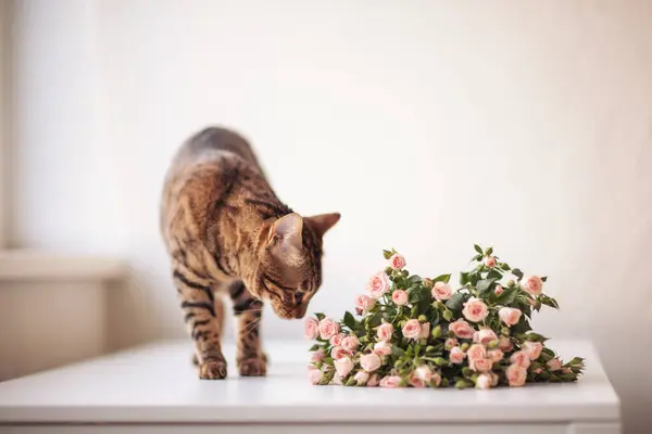 stock image beautiful bengal cat, sniffing a flowers. bengal cat brown spotted. Close up portrait of beautiful bengal cat, sniffing pink flowers