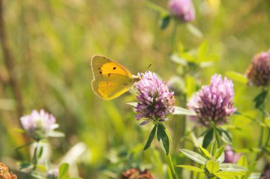 Bulutlu Sarı (Colias croceus) Kelebek pembe çiçeğin üzerine tünedi. Yonca otlarının üzerinde kelebek.