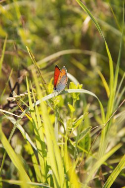 Küçük fundalığın (Coenonympha pamphilus) yakın plan çekimi bir bitkinin üzerinde dinlenen kapalı kanatları ile - üst tarafta kırmızımsı sarı ve ön kanadın kanat ucunda belirgin bir koyu beneği vardır.