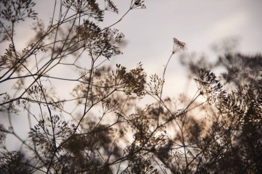 Olgun kahverengi şemsiyeli dereye yakın çekim. Dereotu çiçekli şemsiyeler gün batımında güzel bir akşam gökyüzünün arka planında.