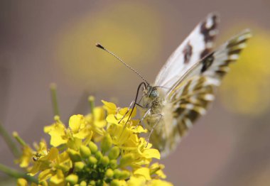 Close up of a butterfly Issoria lathonia (Queen of Spain fritillary) on wild yellow flowers and light blue gray background.  clipart