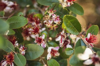 Bahçede doğal çiçekler açarlar. Feijoa bir dalda çiçek açıyor. Fayjoa Sellowiana çiçeklerine yakın plan bulanık arkaplan