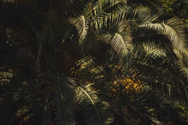 Mavi arka planda yeşil palmiye ağaçları. Gökte hurmalar var.. 