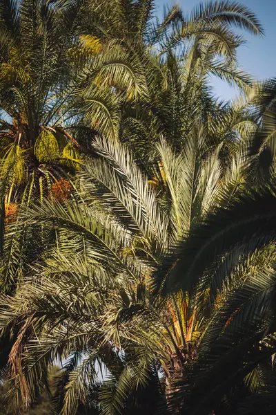 stock image green palm trees on blue sky background. Date palm trees against sky. 