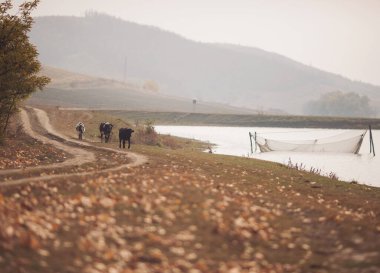 Sonbahar tarlasında bir inek sürüsü. İnek otlağa giden yolda yürüyor. Sonbaharda bulutlu bir gün. Kırsal alan.