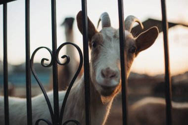Çiftlikte beyaz keçi var. Yakından boynuzlu şirin beyaz keçi. Meraklı köylü keçi. 