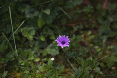 Anemone hortensis (yaygın olarak geniş yapraklı anemon olarak da bilinir), Ranunculaceae familyasından bir yer altı rhizomu olan uzun ömürlü otçul bitkidir.