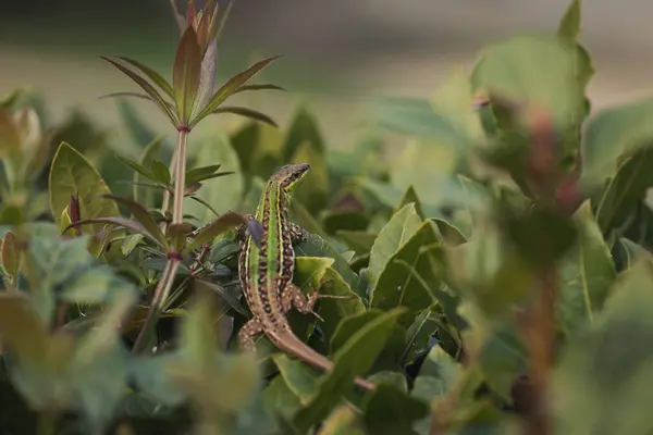 stock image the lizard is sunbathing on ivy. Ocellated Lizard lying in grass. beautiful green lizard 