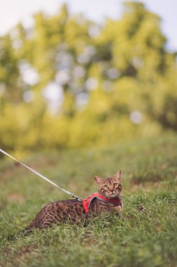 Kırmızı tasmalı genç bir Bengal kedisi yeşil çimlerde yürüyor. Küçük sevimli Bengal kedisi dışarıda çimenlerde yürüyor. Güzel evcil kedi çimlerin üzerinde