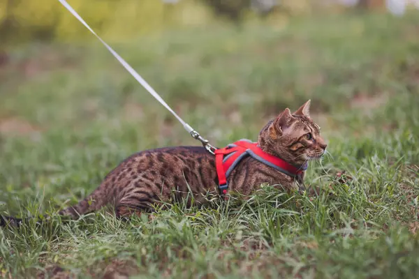 stock image A young Bengal cat on a red leash walks on a green lawn. Cute little bengal kitty walking on the grass outdoors. Beautiful domestic cat outdoor in the grass