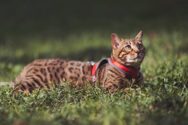 Bahçede dolaşan kırmızı tasmalı Bengal kedisi. Yeşil çimlerin üzerinde koşumlu şirin bir kedi. Evcil hayvanlar dışarıda yürüyor. Şehirde yürüyüşe çıkmış bir evcil hayvan. Güzel Bengal kedisi yeşil çimlerde yürüyor 