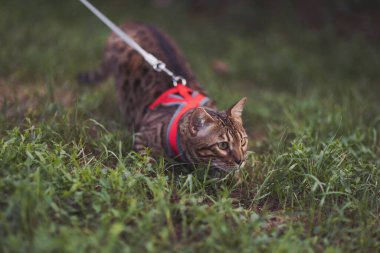 Bahçede dolaşan kırmızı tasmalı Bengal kedisi. Yeşil çimlerin üzerinde koşumlu şirin bir kedi. Evcil hayvanlar dışarıda yürüyor. Şehirde yürüyüşe çıkmış bir evcil hayvan. Güzel Bengal kedisi yeşil çimlerde yürüyor 