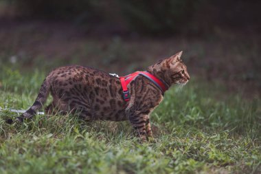 Bahçede dolaşan kırmızı tasmalı Bengal kedisi. Yeşil çimlerin üzerinde koşumlu şirin bir kedi. Evcil hayvanlar dışarıda yürüyor. Şehirde yürüyüşe çıkmış bir evcil hayvan. Güzel Bengal kedisi yeşil çimlerde yürüyor 