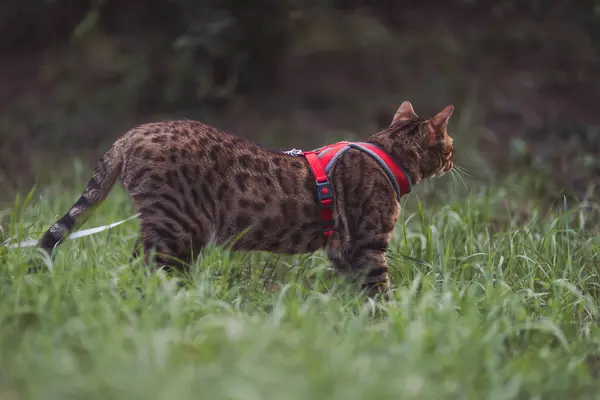 stock image Bengal cat with a red leash walking around the yard. Cute cat in harness on the green grass. Pets walking outdoors. A pet on a walk in city. beautiful Bengal cat walks on a green lawn 