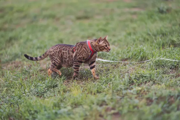 Bengal evcil kedisi parkta tasmayla yürüyor ve çim yiyor. Küçük sevimli kedi uzun otların arasında saklanıyor. Hayvan bakımı, evcil hayvan konsepti için doğal gıda ve vitaminler..