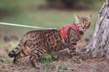 Yetişkin Bengal kedisi ormanda oynuyor. Evcil safkan evcil hayvan çimlerin üzerinde yürüyor. Evcil bir gezgin macerası.