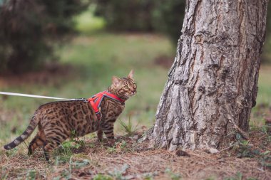 Evin etrafını keşfeden Bengal kedisi. Yaz günü evcil hayvan gezdirme ve dışarıda avlanma. Kedi parkta oynuyor. Evcil safkan evcil hayvan çimlerin üzerinde yürüyor..