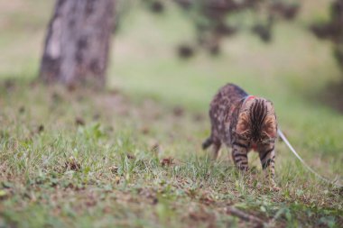 Ormanda yürüyen tuhaf bengal kedisi. Bengal kedisi doğal ortamda avlanıyor. Bengal Kedisi Doğanın yeşil arka planında çimenlerde avlanıyor