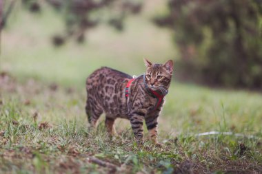 Photography of the Bengal cat in the city park. He walking outdoors. Animals theme. Close up image. A domestic Bengal cat walks in park. Animal care, people and pets theme, close-up. Walking with cat  clipart