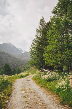 Dağ ormanında patika. Dağlarda güzel bir sabah. alp yolu