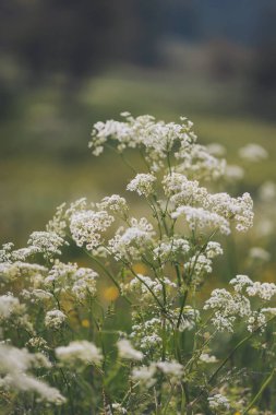 Achillea Millefolium, yazın dağlarda kiraz ağacı. Vahşi çayırlar.. 