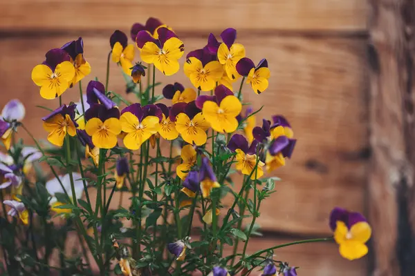 stock image Purple and Yellow Pansies on wooden blured background. colorful purple and yellow violets. flowerpot. Gardening as a hobby. City life details.