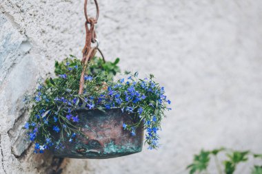 Beyaz, pürüzlü bir dokunun arka planında iki saksıda bulunan küçük mavi ve beyaz çiçekler. .