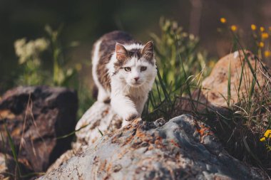 Vahşi bir kedi avlar. Vahşi bir kedi. Bir kayanın üzerinde kurt gibi kıvranan kedi. dağ kedisi. 