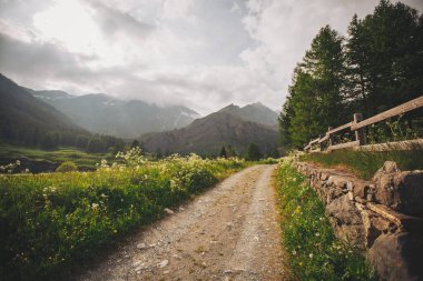 Yünlü çitleri olan eski bir dağ yolu. Ormanla kaplı toprak yol. Vadi yolunda ilkbahar. 