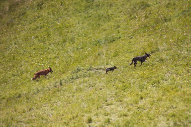 Köpekler yeşil bir arazide koşar. Neşeli kahverengi kısa saçlı bir köpek yeşil bir alanda mutlu bir şekilde koşuyor..