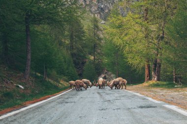 Alps Savoie Dağı Doğa dağ keçisi yolda. Dağ yamacında duran bir dağ şeridi. İtalya 'daki Rocky Dağlarının Koyunları. 
