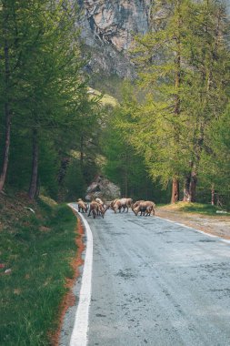 Alps Savoie Mountain Nature Ibex on the road. Alpine Ibexstanding on a mountainside road. Sheeps of the Rocky Mountains in Italy.  clipart