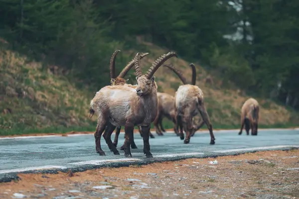 stock image Group of Ibexes. On the Alps Rock Goats, Steinbocks. A group of Alpine Ibexes (mountain goats) on the rocks. 