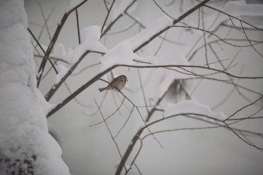 Fırfırlı küçük tüylü serçeler soğuk ve güneşli bir günde bir ağacın dallarında otururlar. Kuşlar. Kışın karla kaplı bir dala tünemiş bir serçe. Karda daldaki kuş. Kış Ormanı.