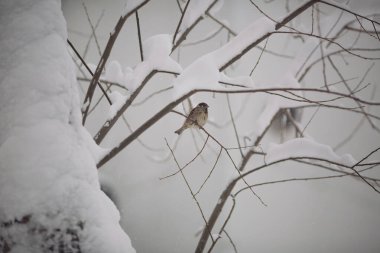 Fırfırlı küçük tüylü serçeler soğuk ve güneşli bir günde bir ağacın dallarında otururlar. Kuşlar. Kışın karla kaplı bir dala tünemiş bir serçe. Karda daldaki kuş. Kış Ormanı.
