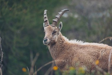 Deniz Alpleri 'nden Ibex (Cuneo, Piedmont, İtalya). Kuzeybatı Alpleri. geyik boynuzu manzarası dağ yaban hayatı. İtalyan Alplerindeki doğal ortamında vahşi dağ keçisi..