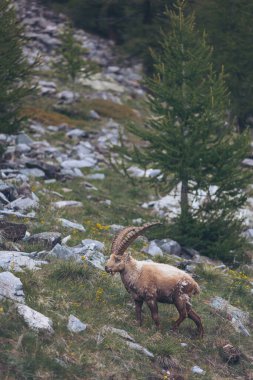 Deniz Alpleri 'nden Ibex (Cuneo, Piedmont, İtalya). Kuzeybatı Alpleri. geyik boynuzu manzarası dağ yaban hayatı. İtalyan Alplerindeki doğal ortamında vahşi dağ keçisi..