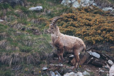 Deniz Alpleri 'nden Ibex (Cuneo, Piedmont, İtalya). Kuzeybatı Alpleri. geyik boynuzu manzarası dağ yaban hayatı. İtalyan Alplerindeki doğal ortamında vahşi dağ keçisi..