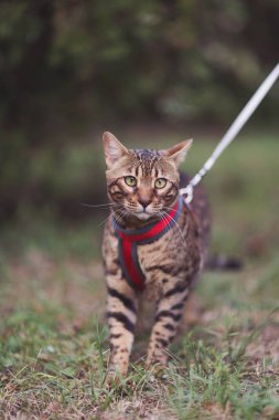 Güzel Bengal kedisi. Çimlerin üzerinde meme bandıyla yürüyen sevimli Bengal kedisi. Sahiplerinin bahçesinde uzun çimlerde saklanan sevimli kedicik çömelmiş ve bekliyor. Hayvan bakımı konsepti.