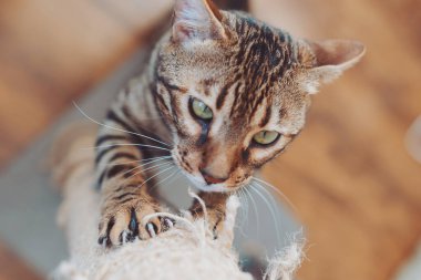 Bengal kedisi pençelerini bir direkte keskinleştirir. Bir kediyi tırmalama direğine alıştırmak. Odada tekir kedi ve tırmalama direği var..