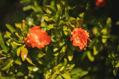 Pomegranate flowers in full bloom. Red flowers of Pomegranate (Punica granatum).  clipart