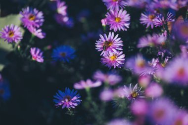 Avrupa bal arısı (Apis mellifera), paskalya çiçeği tarlalarından polen toplar. Sonbahar yıldızları. Çiçek arkaplanı