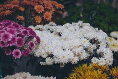 Çiçekçide pembe, beyaz, sarı ve renkli papatyalar. Mevsimlik çiçekler. Sevgililer Günü, Anneler Günü, Noel çiçekleri. Çiçekçilik. Vazolarda renkli kasımpatı buketleri var.